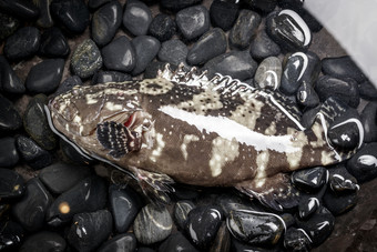 生猛的石斑鱼放在布满黑色鹅卵石的水中