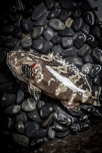 生猛的石斑鱼放在布满黑色鹅卵石的水中