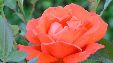 鲜艳唯美花朵绽放延时摄影实拍视频