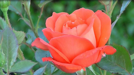 鲜艳唯美花朵绽放延时摄影实拍视频