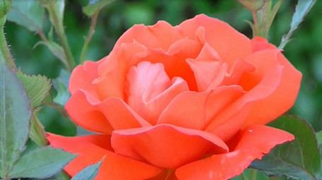 鲜艳唯美花朵绽放延时摄影实拍视频