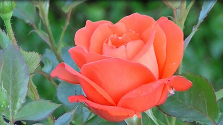 鲜艳唯美花朵绽放延时摄影实拍视频