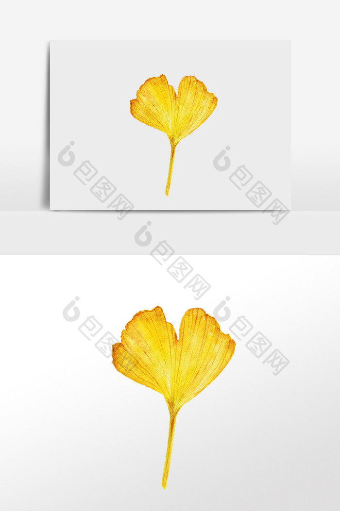 秋季金色银杏叶子插画图片图片