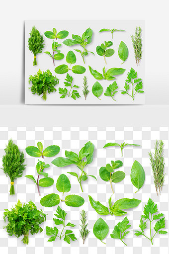 菜叶绿叶青菜叶食品元素PNG文件图片
