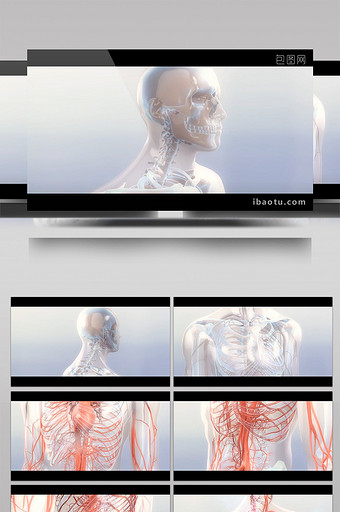 精细人体骨骼肌肉模型展示视频图片