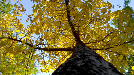 唯美秋色树叶高清实拍