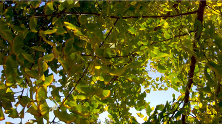 唯美秋色树叶高清实拍