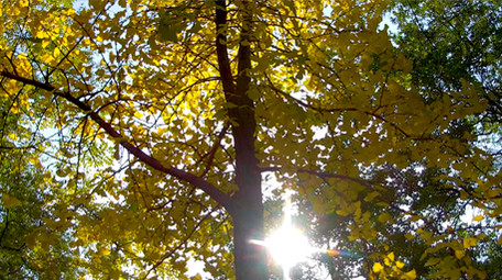 唯美秋色树叶高清实拍