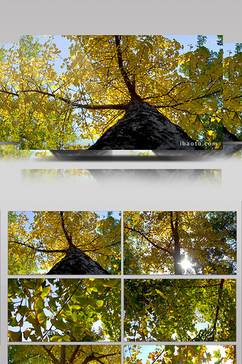 唯美秋色树叶高清实拍图片