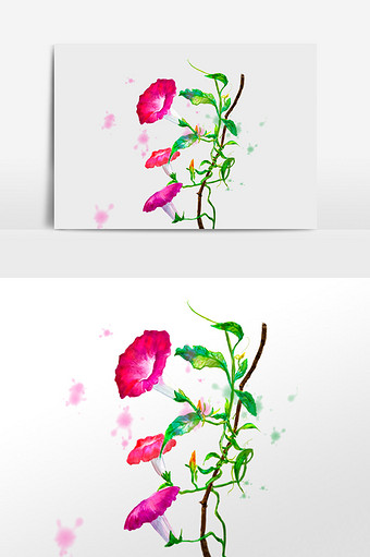 水彩手绘花卉粉紫牵牛花插画元素图片