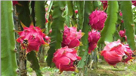 实拍火龙果素材高清视频