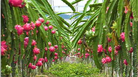 实拍火龙果素材高清视频