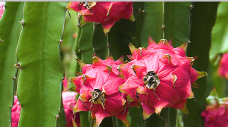 实拍火龙果素材高清视频