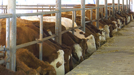 实拍肉牛养殖高清视频素材