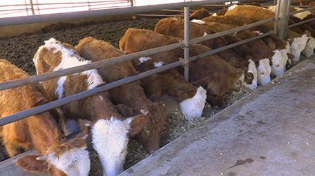 实拍肉牛养殖高清视频素材