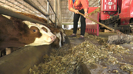 实拍肉牛养殖高清视频素材