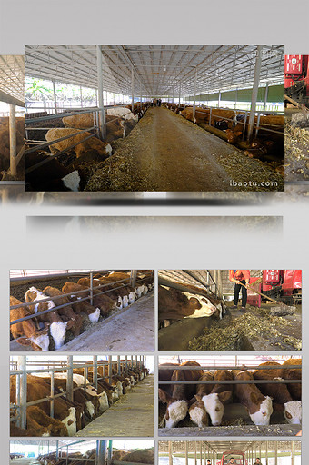 实拍肉牛养殖高清视频素材图片