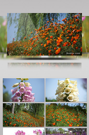 实拍各类花卉小清新高清视频素材图片