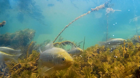 水下实拍鱼儿高清视频素材