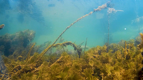 水下实拍鱼儿高清视频素材