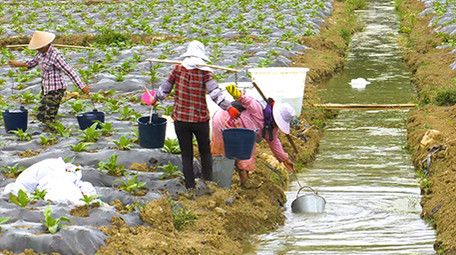 实拍农民给烟苗浇水高清视频素材