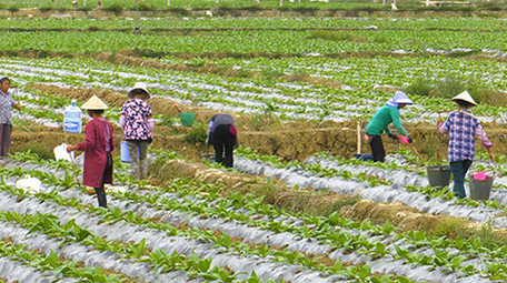 实拍农民给烟苗浇水高清视频素材