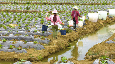 实拍农民给烟苗浇水高清视频素材