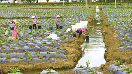 实拍农民给烟苗浇水高清视频素材