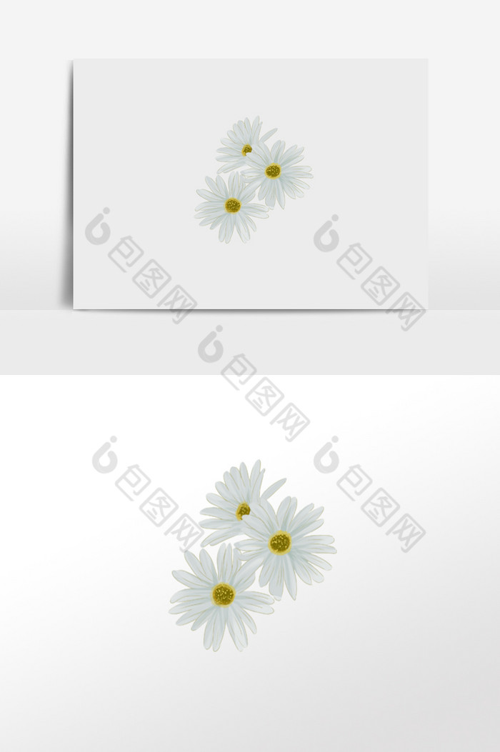 雏菊花卉图片图片