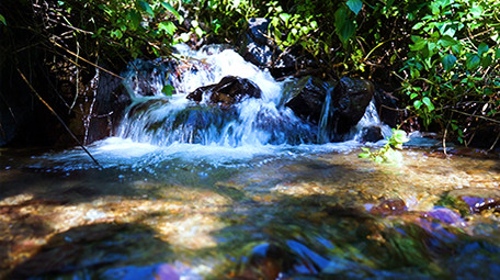 实拍原始森林里面的小溪青松高清视频素材