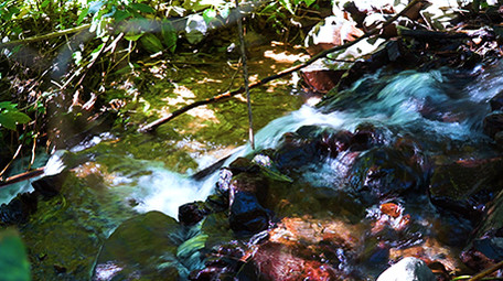 实拍原始森林里面的小溪青松高清视频素材