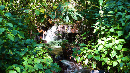 实拍原始森林里面的小溪青松高清视频素材