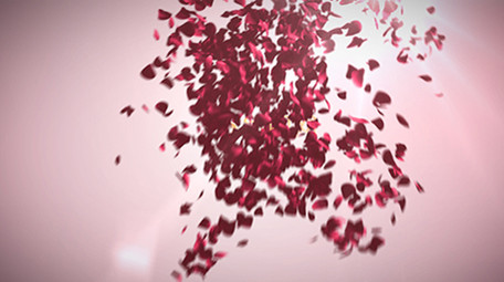 从空中洒落的浪漫玫瑰花瓣标志揭示AE模板