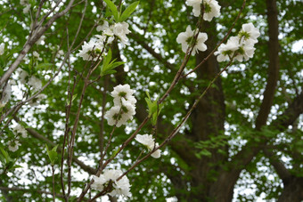 春天公园中盛开的千瓣白桃