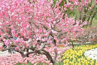 春天植物园公园中盛开的碧桃