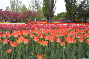 春天植物园公园盛开的郁金香