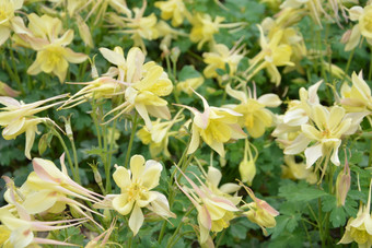 夏季植物园公园中盛开大<strong>花</strong>耧斗菜