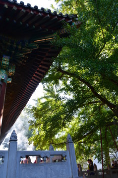 夏天寺庙中的建筑和苍天古树