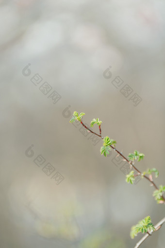 春天发芽生长的枝叶