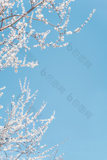 蓝天下盛开的粉白樱花