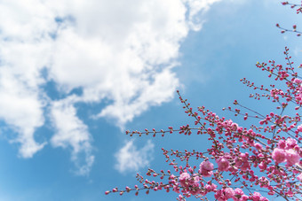 蓝天白云下的粉色山桃花