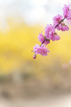 枝头开满粉色山桃花