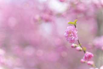 粉色山桃花<strong>清新</strong>图片