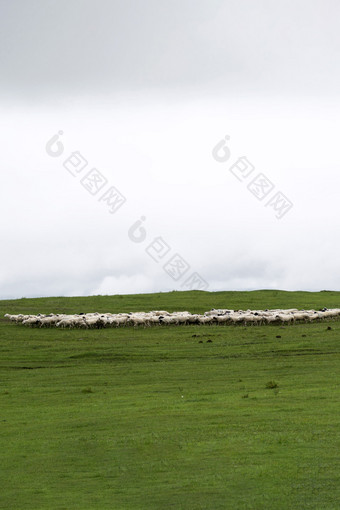 雨后草原上的羊群
