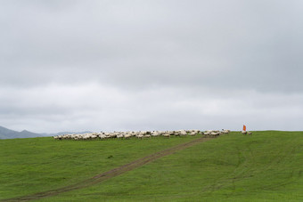 雨后草原的羊群与放羊人