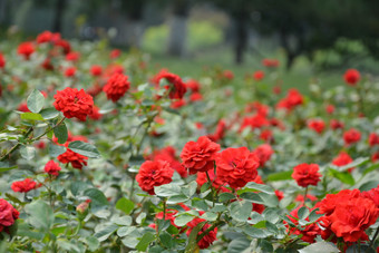 春天植物园公园中红色月季花