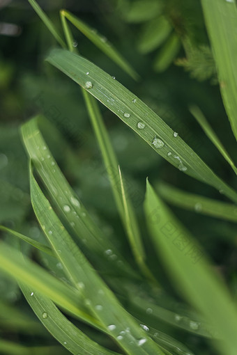 青草绿草上的雨珠露珠特写图