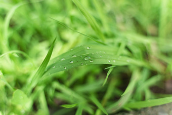 谷雨时节户外的青草绿叶