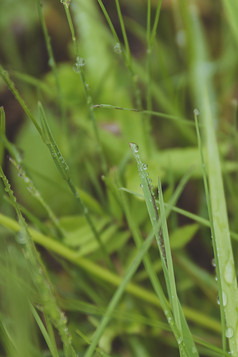 谷雨节气的青草雨珠特写