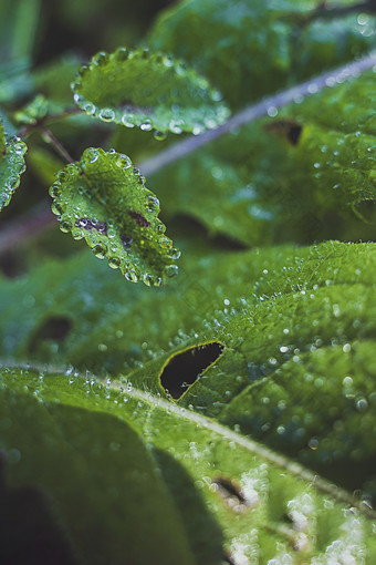 谷雨<strong>节气</strong>沾满雨水的植物叶片